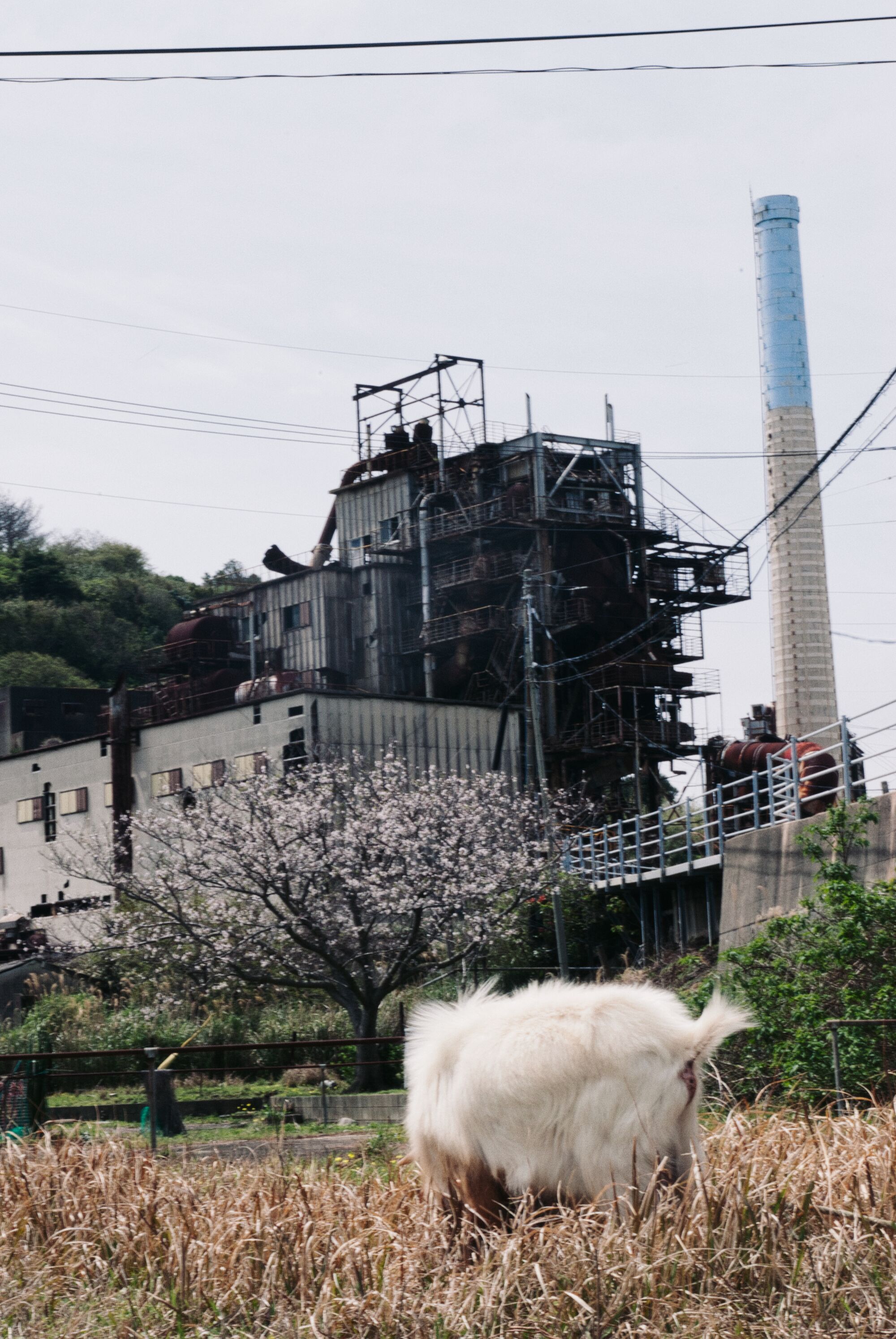 Ikeshima Coalmine - On verra bien