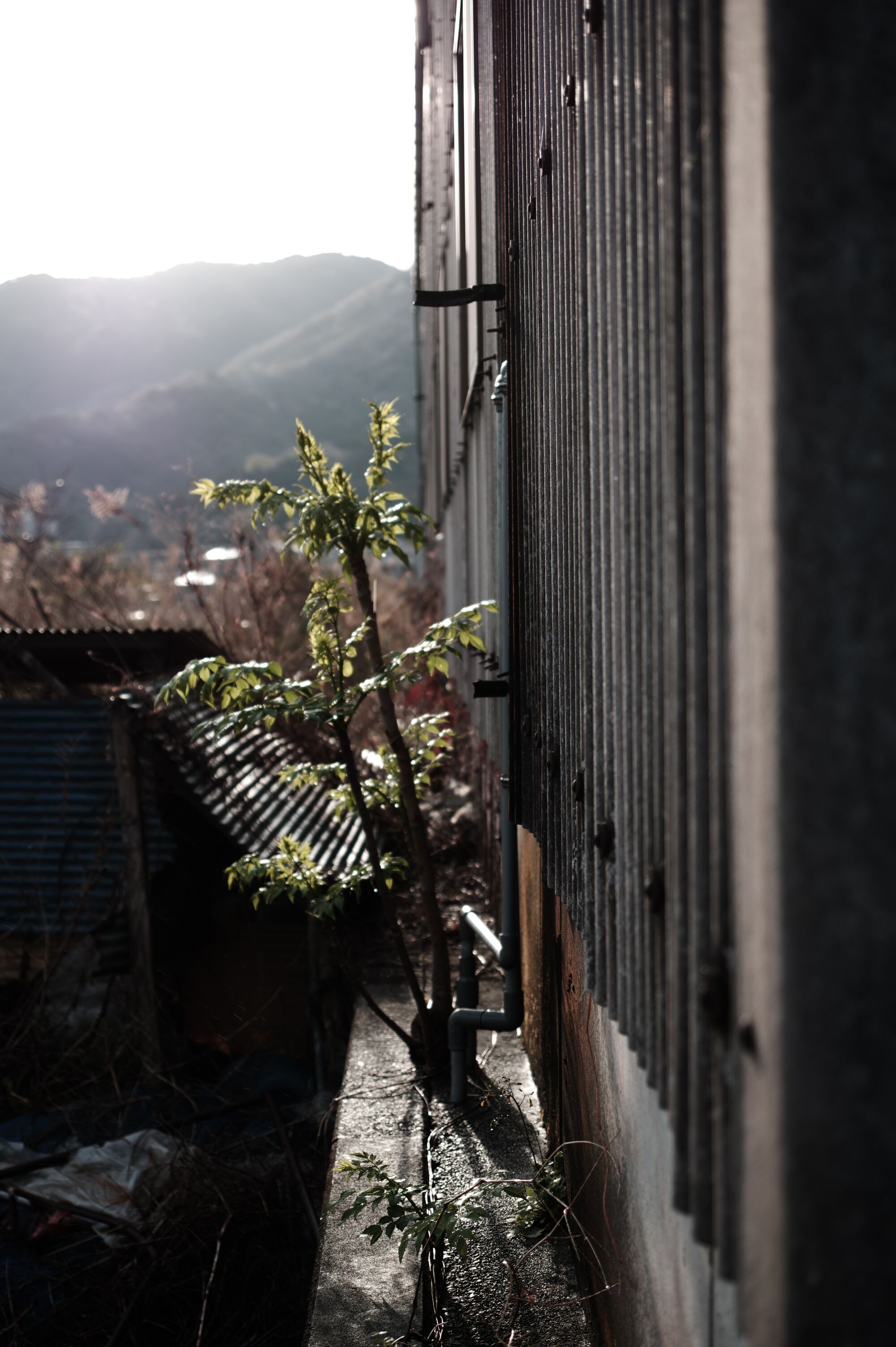Izu - On verra bien