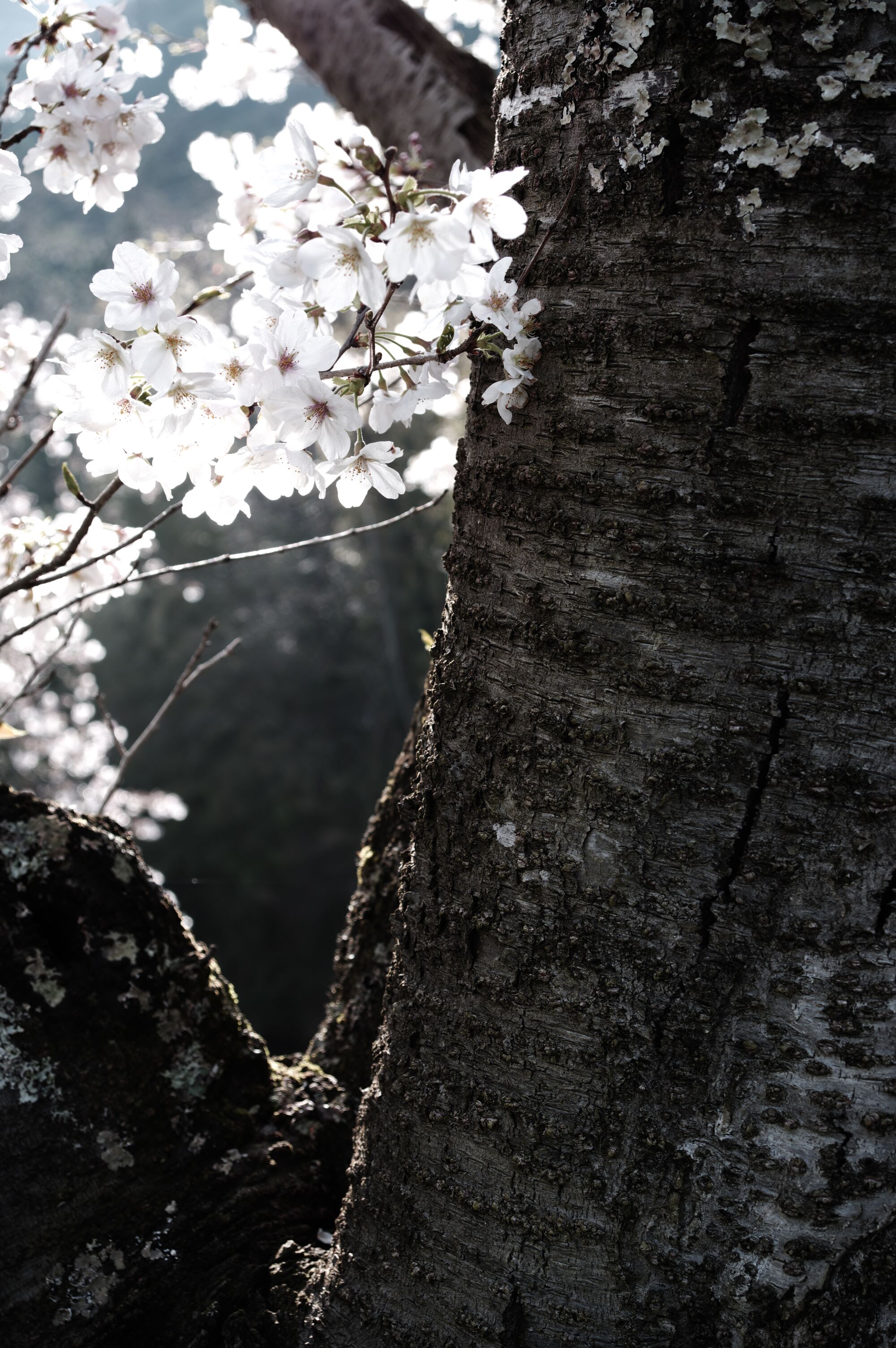Izu - On verra bien