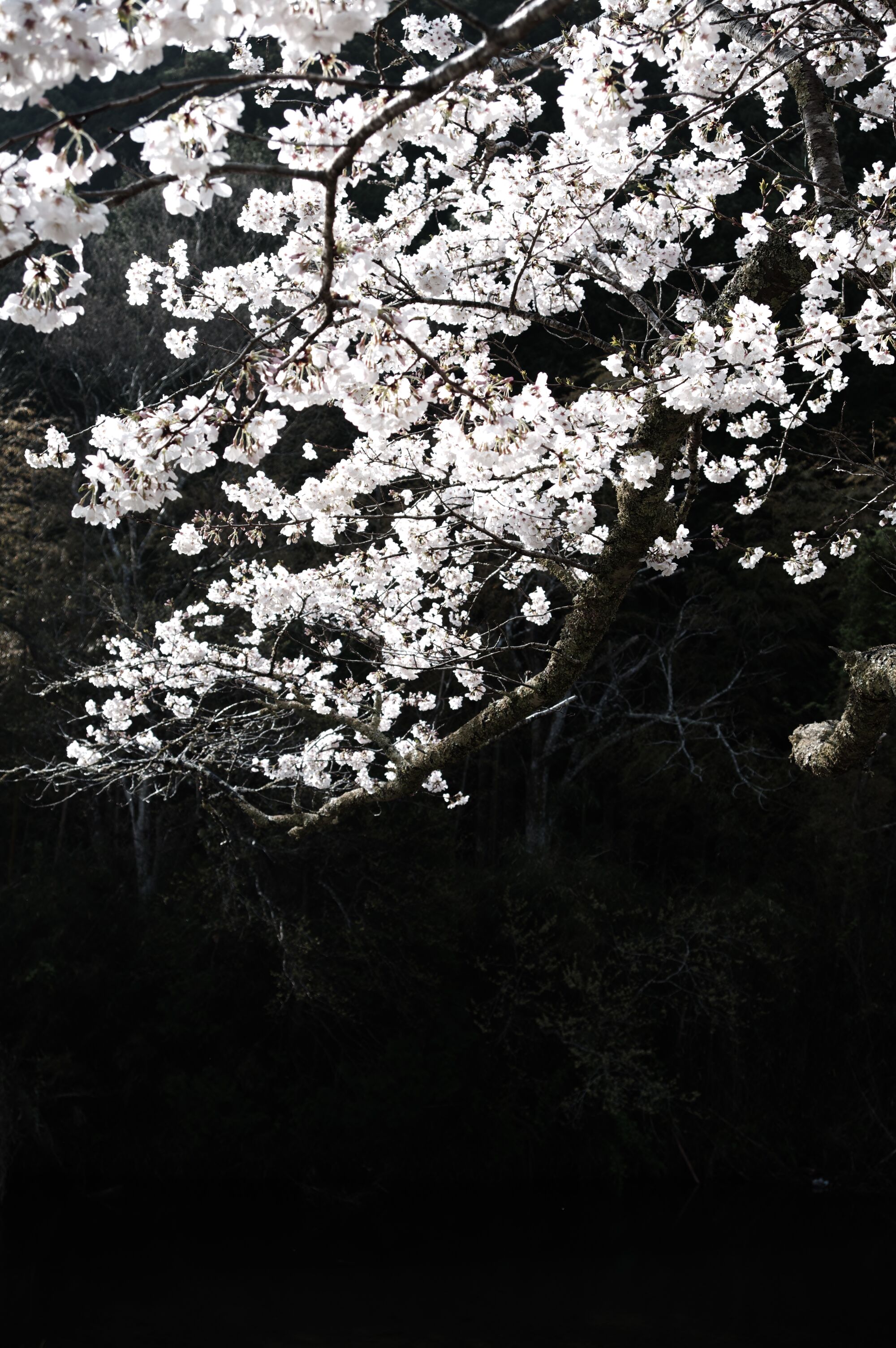 Izu - On verra bien